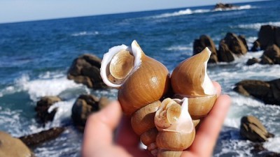 탱글탱글 백골뱅이 숙회! 😋 할인 꿀팁 대방출 후기